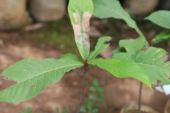 Madhuca bourdillonii